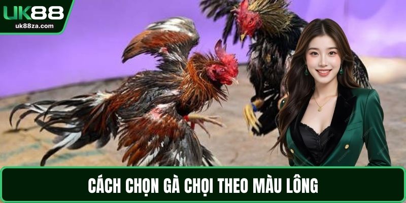 Cách Chọn Gà Chọi Chuẩn - Kinh Nghiệm Từ Các Sư Kê 1 Cách chọn gà chọi theo màu lông
