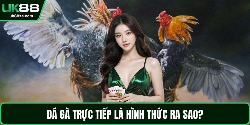 Đá Gà Trực Tiếp – Bộ Môn Đầy Tính Chiến Thuật, Hấp Dẫn 1 Đá gà trực tiếp là hình thức ra sao?