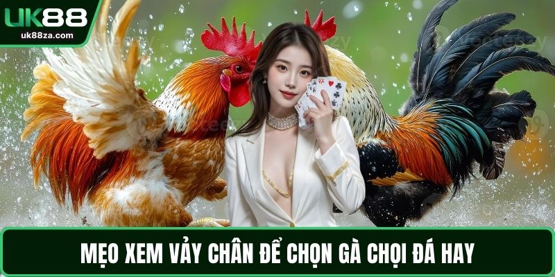 Cách Chọn Gà Chọi Chuẩn - Kinh Nghiệm Từ Các Sư Kê 3 Mẹo xem vảy chân để chọn gà chọi đá hay